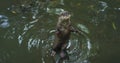 The otter stands on its hind legs in the water and looks imploringly.