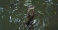 The otter stands on its hind legs in the water and looks imploringly.