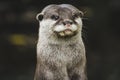 Otter close up of face in wild