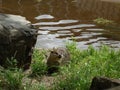 Otter in sunshine