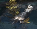 Otter swimming on its back.