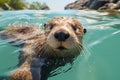 Otter Swimming in a Pond with Turquoise Fresh Water Enjoying Nature on a Sunny Day