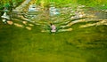 A small otter swimming in bright water. Royalty Free Stock Photo