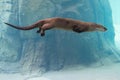 Otter Swimming In Water