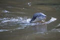 Otter swims Royalty Free Stock Photo