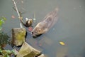 Otter swims in the lake