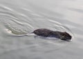 OTTER swims in pond water in search of food