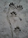 Otter tracks in mud Royalty Free Stock Photo