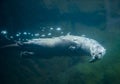 Otter under water