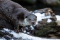 Otter in winter, with snow Royalty Free Stock Photo