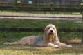 Otterhound lying down in field Royalty Free Stock Photo