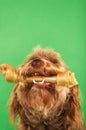 Otterhound With Rawhide Bone Royalty Free Stock Photo