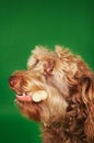 Otterhound With Rubber Bone Royalty Free Stock Photo