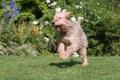 Otterhound running in the garden Royalty Free Stock Photo