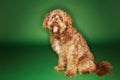 Otterhound Sitting With Tongue Out Royalty Free Stock Photo