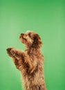 Otterhound Standing On Hind Legs Royalty Free Stock Photo