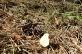 Spinnen und Schmetterling im Otternhagener Moor.