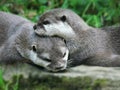 Otters