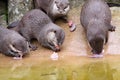 Otters Royalty Free Stock Photo