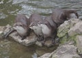 Otters Royalty Free Stock Photo