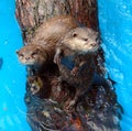 Otters Royalty Free Stock Photo