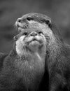 Otters Royalty Free Stock Photo