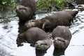 Otters Royalty Free Stock Photo