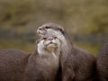 Otters Royalty Free Stock Photo