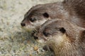 Otters