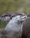 Otters Royalty Free Stock Photo