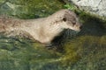 Otters in Atlanterhavsparken, Norway