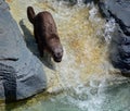 Otters are carnivorous mammals in the subfamily Lutrinae.