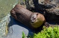 Otters are carnivorous mammals in the subfamily Lutrinae.