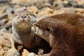 Otters cuddling