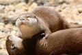 Otters cuddling