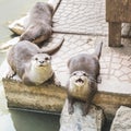Otters. A group of three otters are begging for fish from tourists. Otter is a marine animal