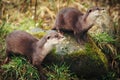 Otters