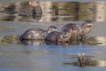 Otters In New England fishing on an Icy pond Royalty Free Stock Photo