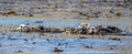 Otters playing in a kelp bed