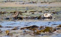 Otters playing in a kelp bed