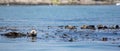 Otters playing in a kelp bed