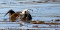 Otters playing in a kelp bed