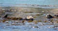 Otters playing in a kelp bed