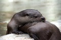 Otters playing