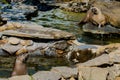Otters playing in river rocks