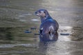 Otters playing together on an icy pond in New England Royalty Free Stock Photo