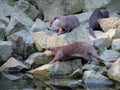 Otters on rocks by the water, aquatic animals, river animals, inhabitants of the stream and mountain streams, wet shiny fur