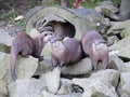 Otters on rocks by the water, aquatic animals, river animals, inhabitants of the stream and mountain streams, wet shiny fur