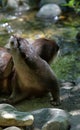 Otters together