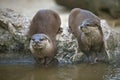 Otters watching Royalty Free Stock Photo